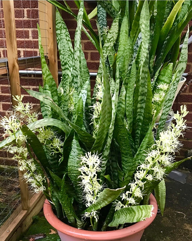 Làm 3 việc này, cây lưỡi hổ khó ra hoa đến mấy cũng trổ bông trắng muốt, rước lộc về nhà-1