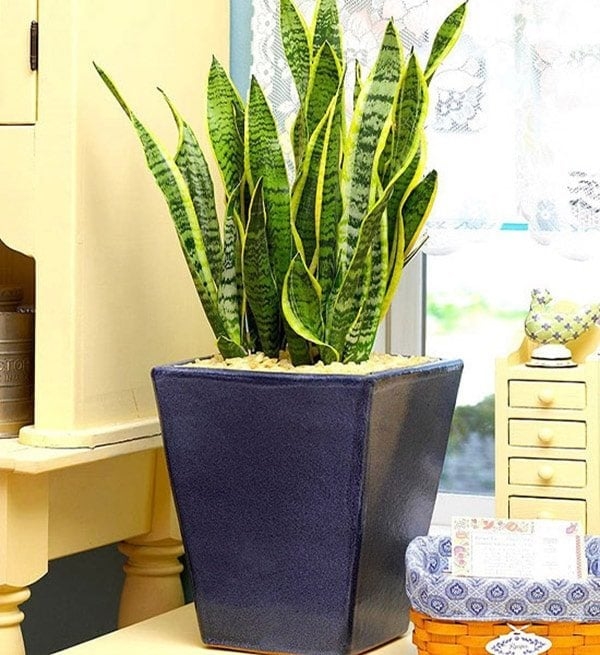 Làm 3 việc này, cây lưỡi hổ khó ra hoa đến mấy cũng trổ bông trắng muốt, rước lộc về nhà-3