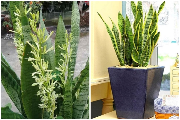 Nên hay không rút tỉa chân hương? Chuyên gia nói nhiều nhà làm sai khiến gia đình ít lộc, lắm hạn-3