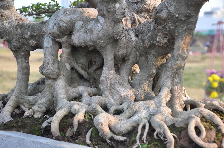 Chiêm ngưỡng bộ 3 báu vật cổ” trị giá hàng chục tỷ đồng của đại gia Hải Dương-8