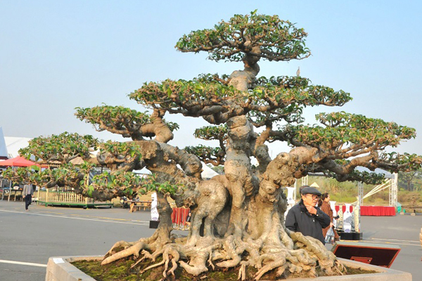 Cây táo nghìn quả đắt hàng, dân buôn bán vài nghìn chậu-3
