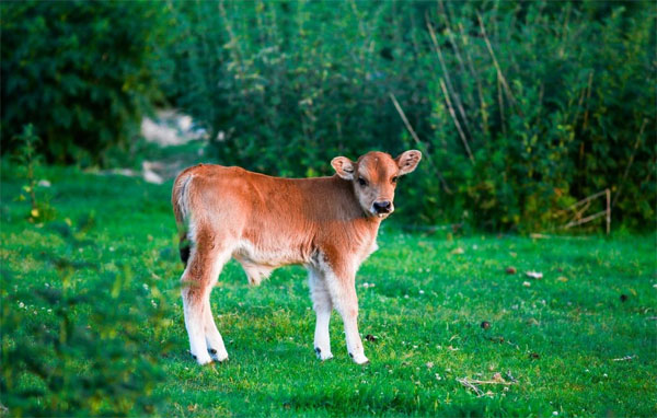 Năm 2023: Ba con giáp chuột sa hũ nếp, tiền tài như ý-1