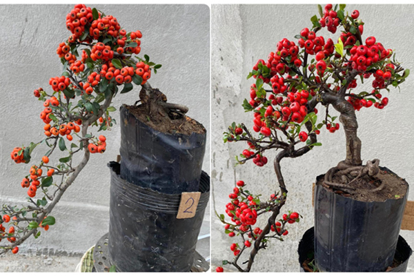 Bất ngờ một cây trứng gà được chủ nhân hét giá” hơn nửa tỷ đồng tại Hà Nội-8