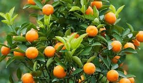 6 loại cây biểu tượng của Phúc- Lộc- Thọ, từ nay đến Tết trồng trước cửa, tiền tài về không đếm xuể-1