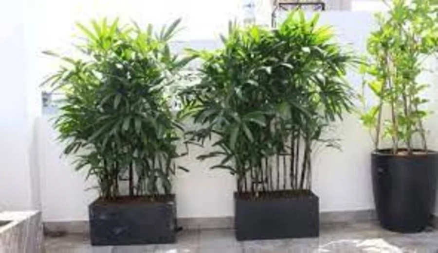 6 loại cây biểu tượng của Phúc- Lộc- Thọ, từ nay đến Tết trồng trước cửa, tiền tài về không đếm xuể-2