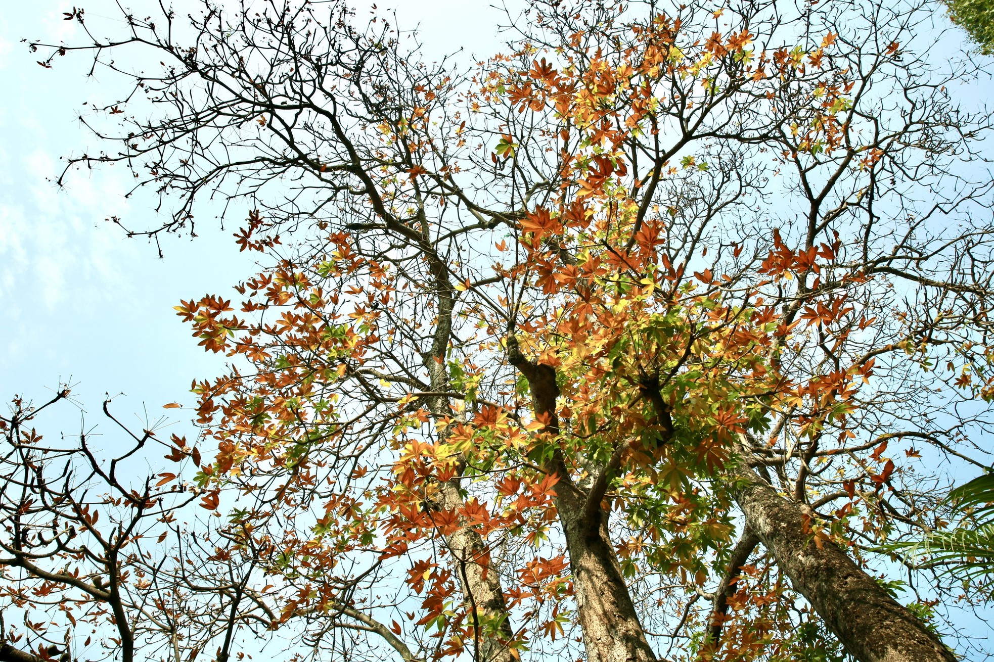 Xao xuyến vẻ đẹp Hồ Gươm khoảnh khắc giao mùa-4