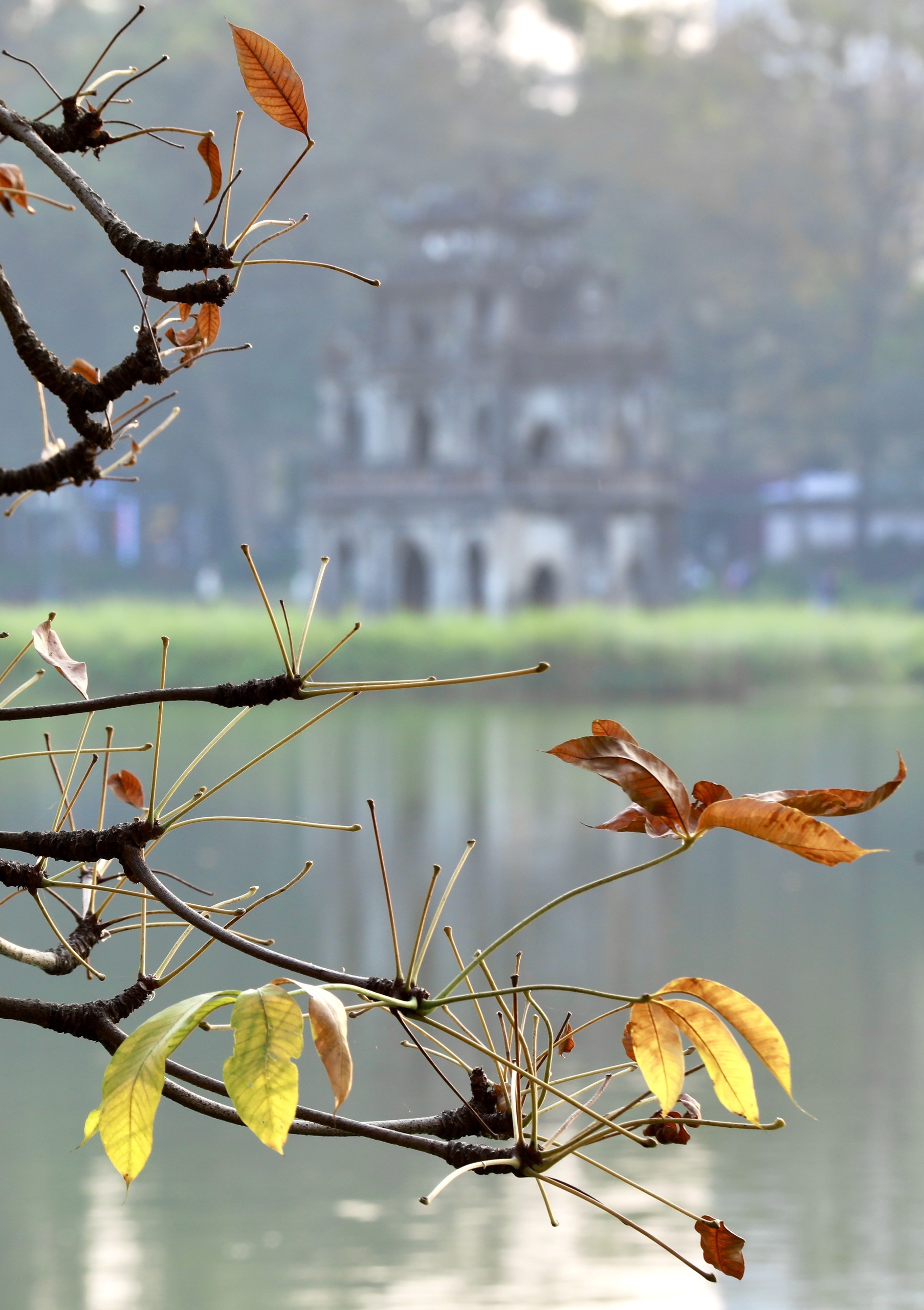 Xao xuyến vẻ đẹp Hồ Gươm khoảnh khắc giao mùa-3