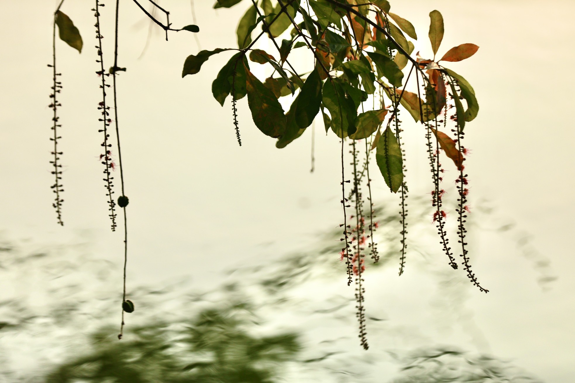 Xao xuyến vẻ đẹp Hồ Gươm khoảnh khắc giao mùa-15