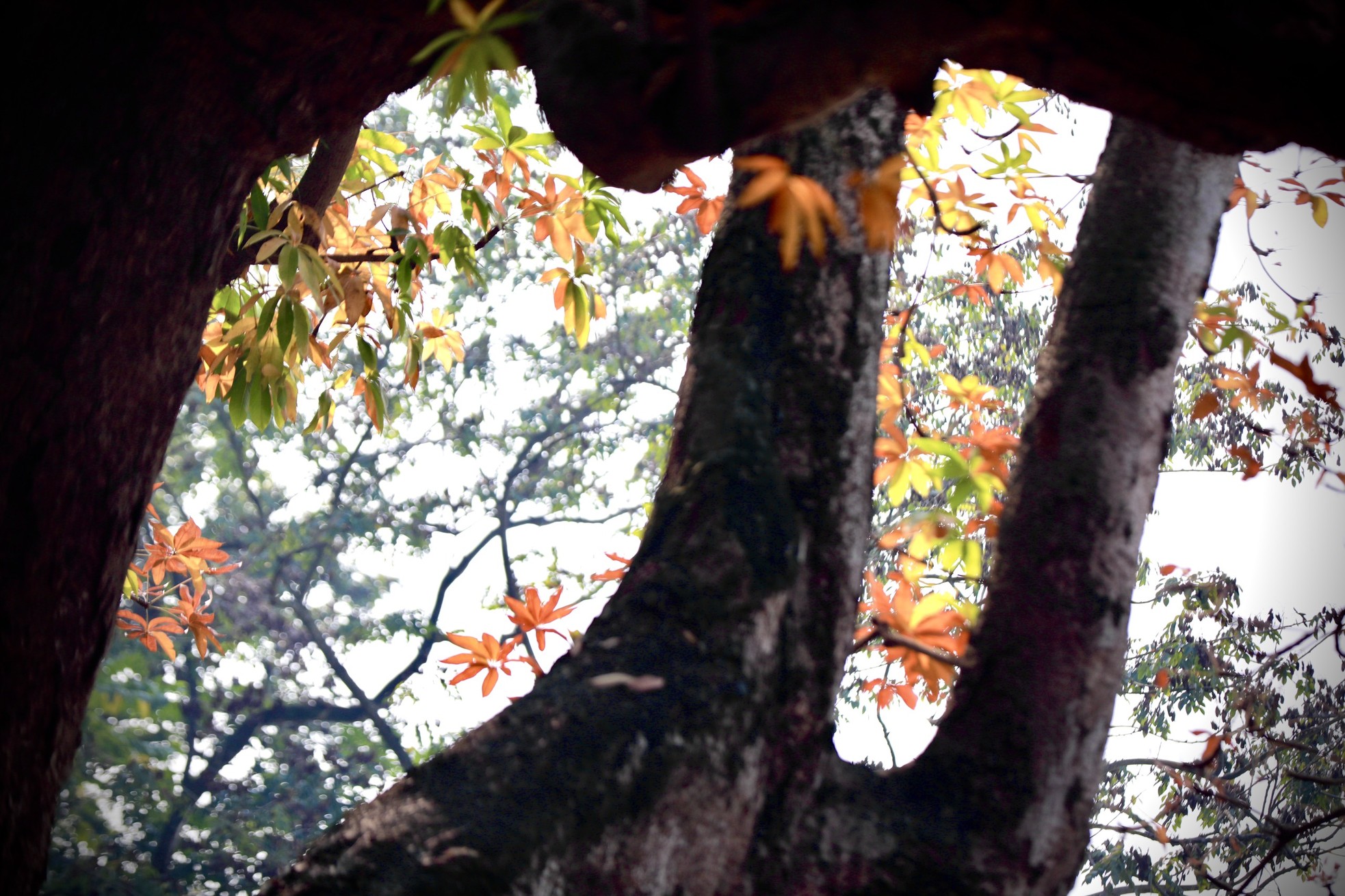 Xao xuyến vẻ đẹp Hồ Gươm khoảnh khắc giao mùa-13