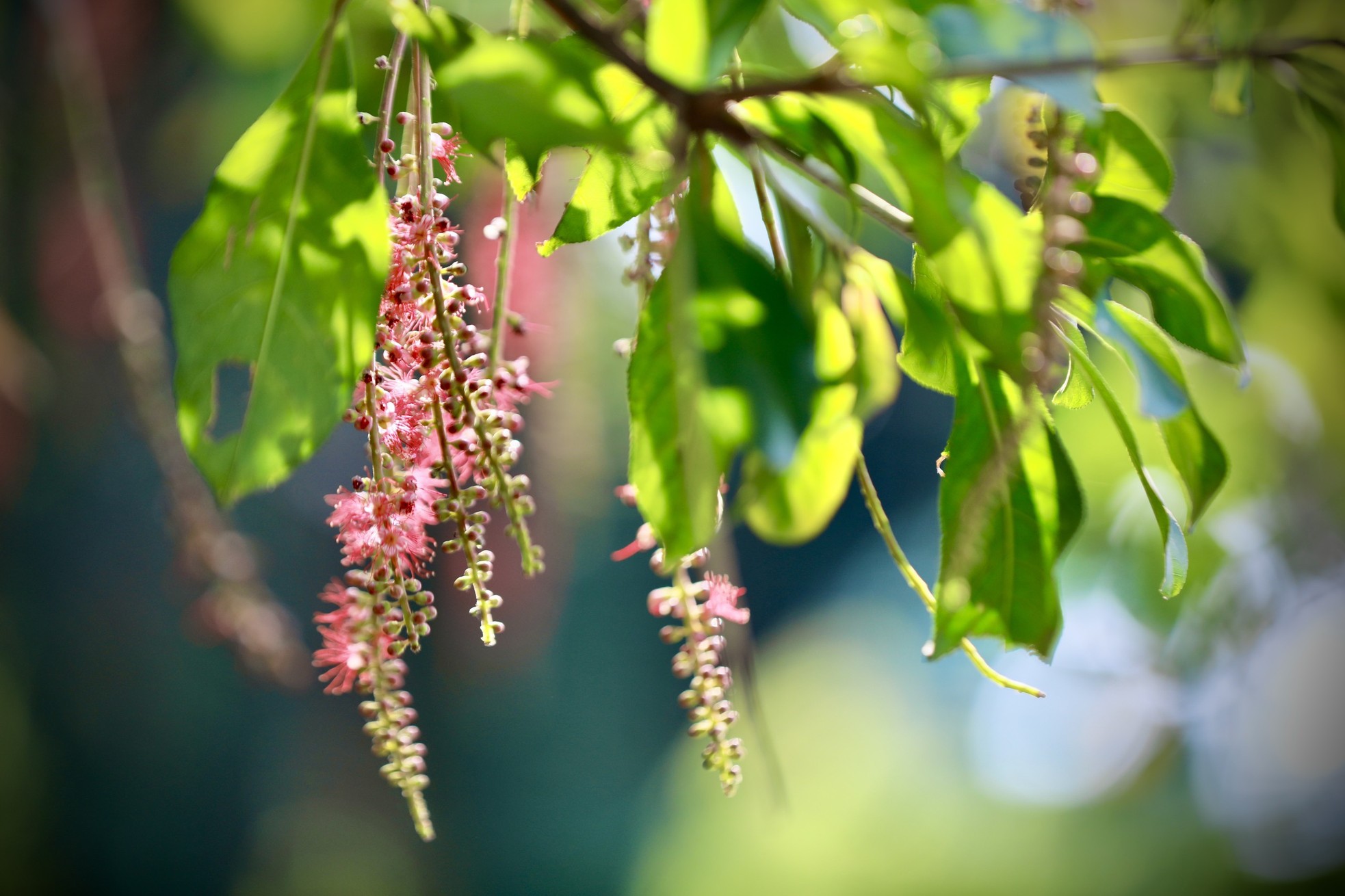 Xao xuyến vẻ đẹp Hồ Gươm khoảnh khắc giao mùa-10