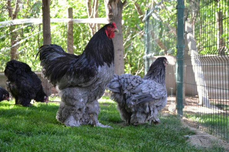 Gần 20 triệu đồng/đôi, đại gia vẫn không ngại xuống tiền để sở hữu loại gà hàng độc chỉ ngắm chứ chẳng dám ăn-2