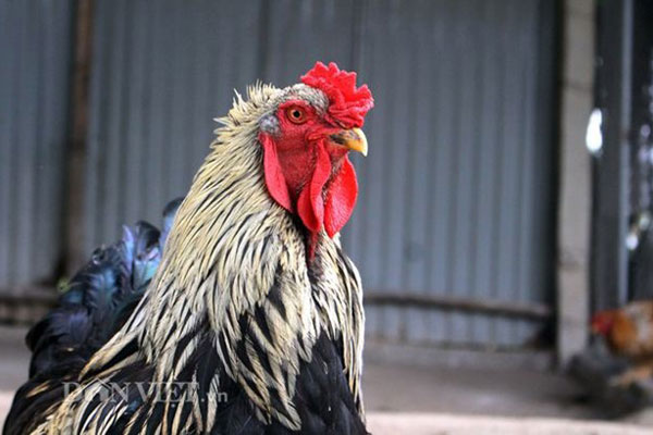Bí ẩn quái gà mọc bờm trên đầu, nóng tính hiếu chiến, giá siêu đắt đỏ vẫn cháy hàng-4
