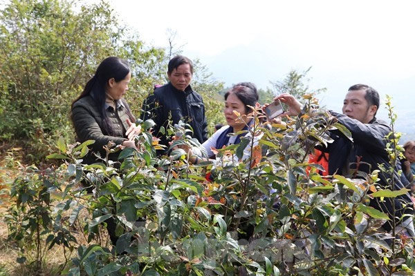 Hai cháu bé tử vong nghi do ăn lá ngón-1