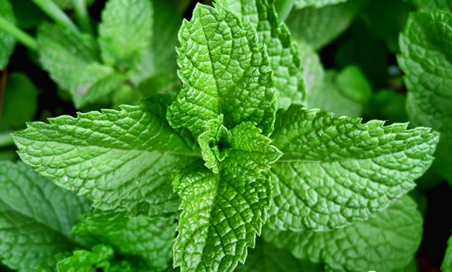 Trẻ bị chân tay miệng nên tắm lá gì?-6