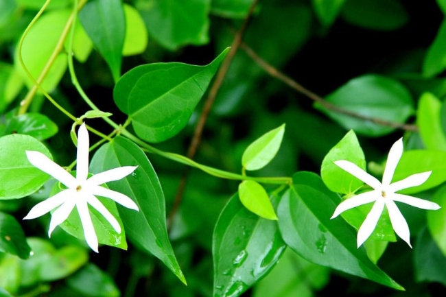 Trẻ bị chân tay miệng nên tắm lá gì?-4