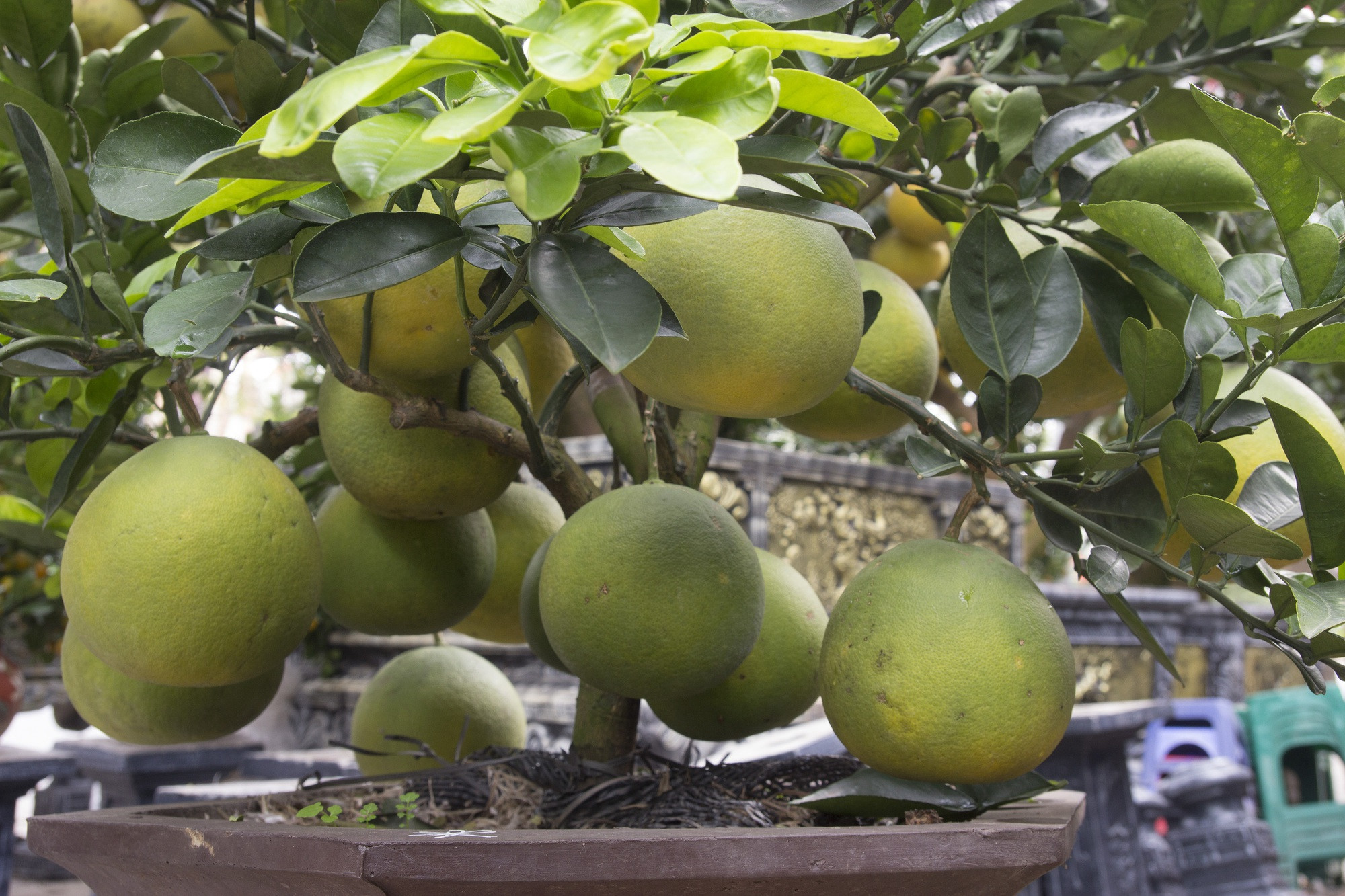 Nấm linh chi, đu đủ thành bonsai chơi Tết-3