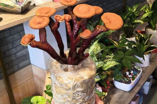 Nấm linh chi, tốt cho sức khỏe nhưng ai không nên dùng nhiều?-4