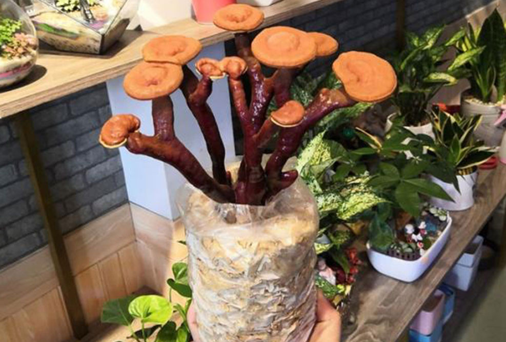 Nấm linh chi, đu đủ thành bonsai chơi Tết-1