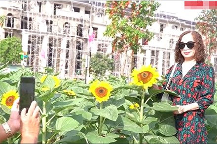 VIDEO: Người dân hào hứng check-in tại vườn hoa hướng dương rộng 12.000m2