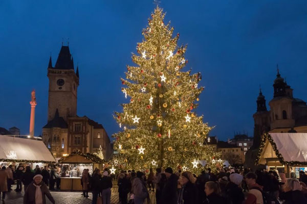 Thông tươi Noel nhập ngoại loạn giá-3