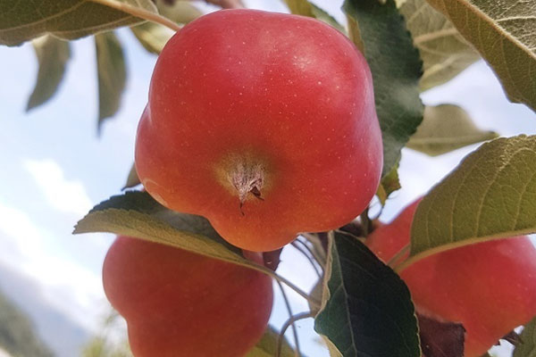 Chỉ bán hoa mỗi dịp Tết ở cổng chợ hoa Quảng Bá, người đàn ông thu hàng trăm triệu đồng/năm-5