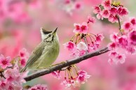 Đàn ông may mắn mới lấy được làm vợ sinh ở tháng âm lịch này