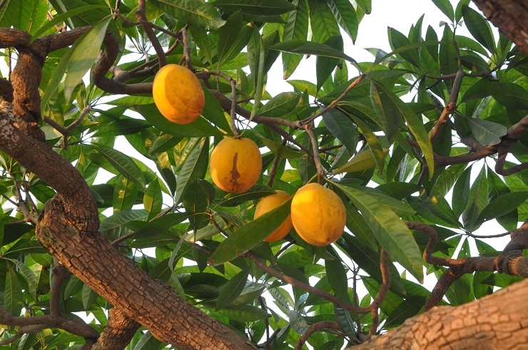 Bất ngờ một cây trứng gà được chủ nhân hét giá” hơn nửa tỷ đồng tại Hà Nội-2