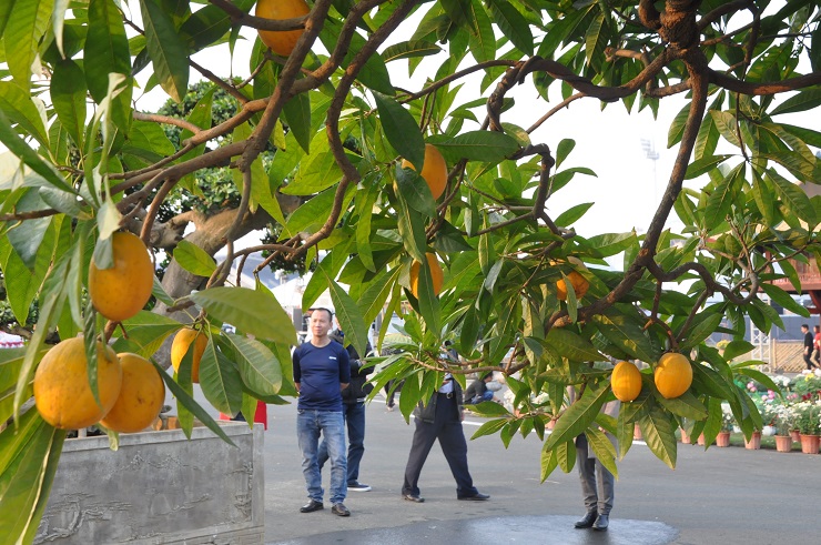 Bất ngờ một cây trứng gà được chủ nhân hét giá” hơn nửa tỷ đồng tại Hà Nội-3