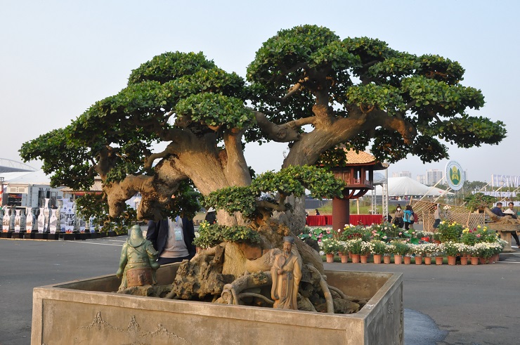 Bất ngờ một cây trứng gà được chủ nhân hét giá” hơn nửa tỷ đồng tại Hà Nội-7