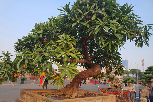 Cận cảnh lão mai giá ngang tòa nhà được đại gia săn mua khiến giới cây cảnh xôn xao-6