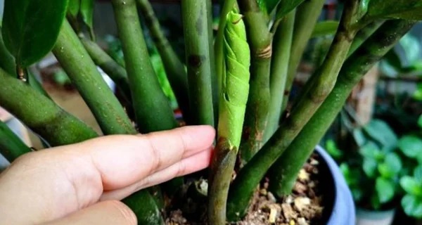 Cây kim tiền không mọc mầm, dùng 1 chiêu này chồi non bật liên tục, đâm vỡ chậu-1