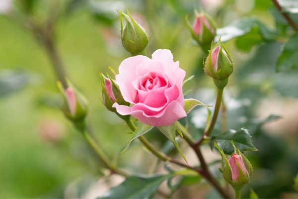 Người sinh ngày Âm lịch này sống khiêm nhường, không tranh giành vẫn có phúc lộc-1