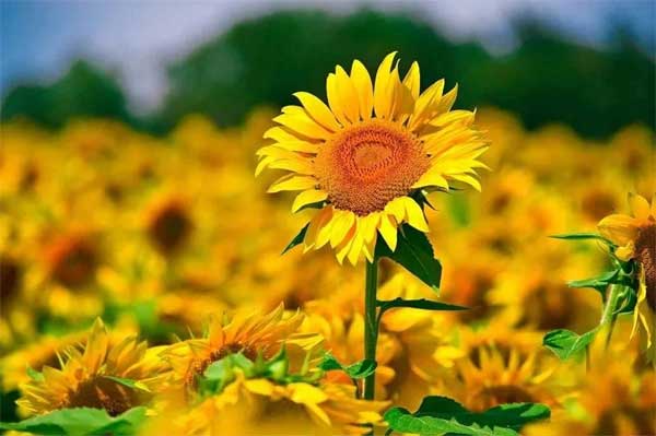 Người sinh ngày Âm lịch này sống khiêm nhường, không tranh giành vẫn có phúc lộc-2