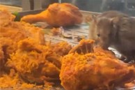 Hoảng hồn vì clip chuột ăn gà rán trong nhà hàng