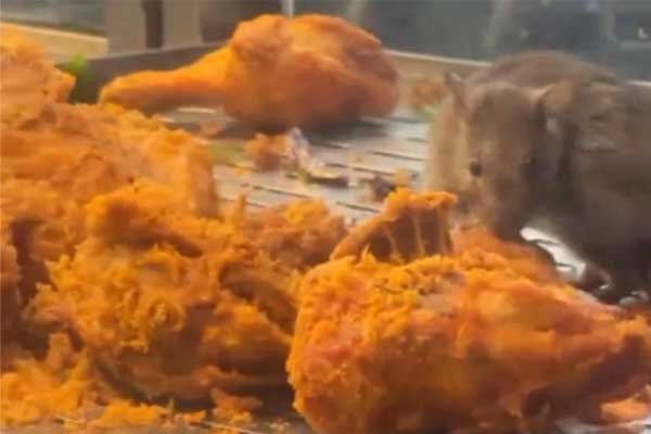 Hoảng hồn vì clip chuột ăn gà rán trong nhà hàng-1