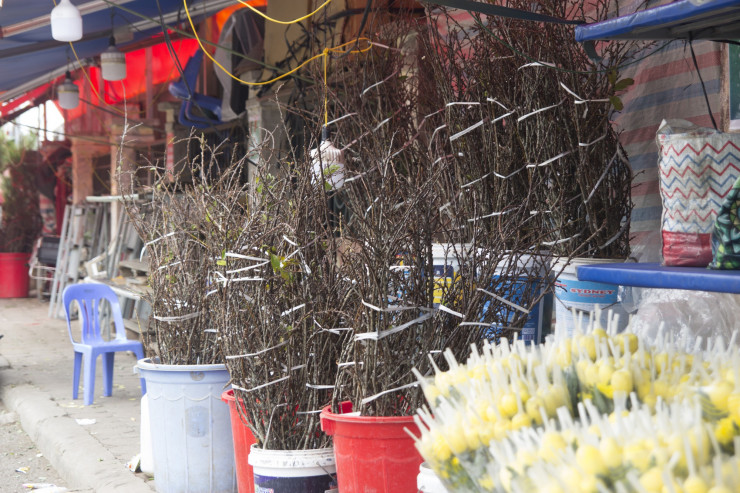 Chỉ bán hoa mỗi dịp Tết ở cổng chợ hoa Quảng Bá, người đàn ông thu hàng trăm triệu đồng/năm-2