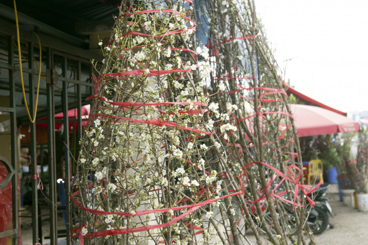 Chỉ bán hoa mỗi dịp Tết ở cổng chợ hoa Quảng Bá, người đàn ông thu hàng trăm triệu đồng/năm-3