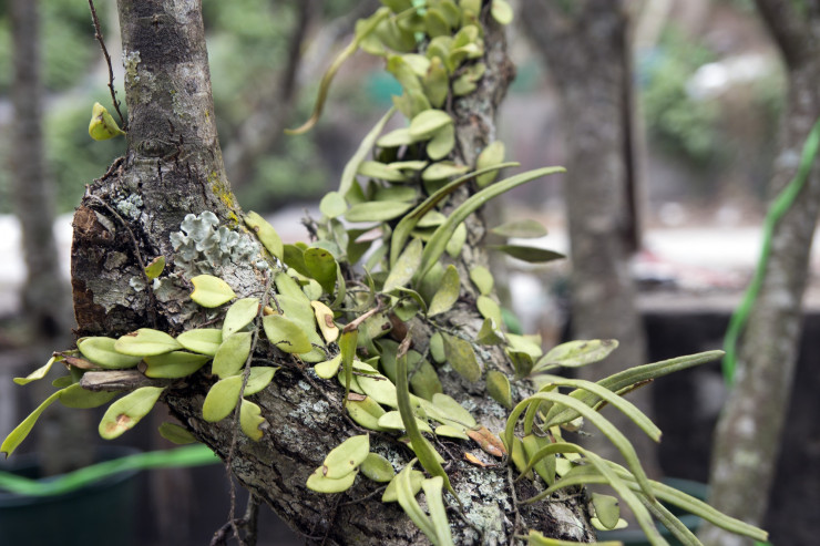 Chỉ bán hoa mỗi dịp Tết ở cổng chợ hoa Quảng Bá, người đàn ông thu hàng trăm triệu đồng/năm-4