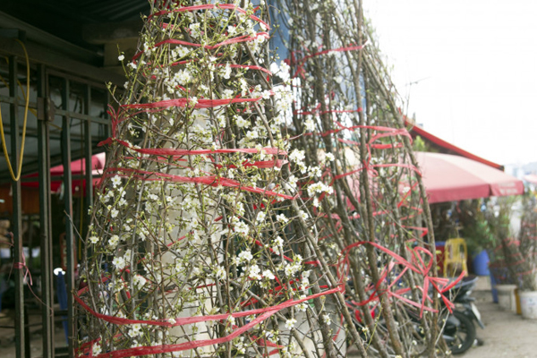 Cận Tết Quý Mão, giá hoa ly kép bất ngờ giảm mạnh-4