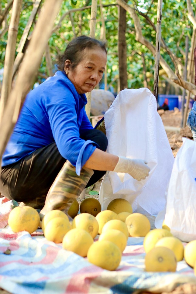 Hà Nội: Thủ phủ bưởi Diễn bội thu vụ Tết-1