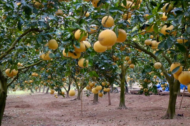 Hà Nội: Thủ phủ bưởi Diễn bội thu vụ Tết-2