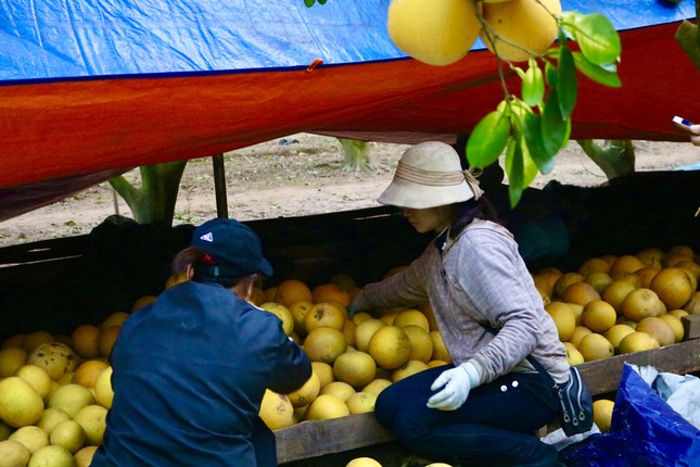 Hà Nội: Thủ phủ bưởi Diễn bội thu vụ Tết-3