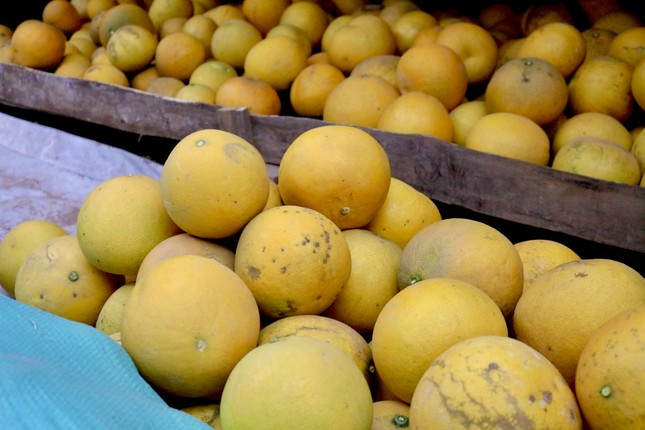 Hà Nội: Thủ phủ bưởi Diễn bội thu vụ Tết-4