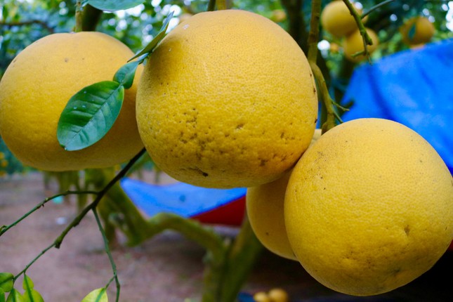 Hà Nội: Thủ phủ bưởi Diễn bội thu vụ Tết-5