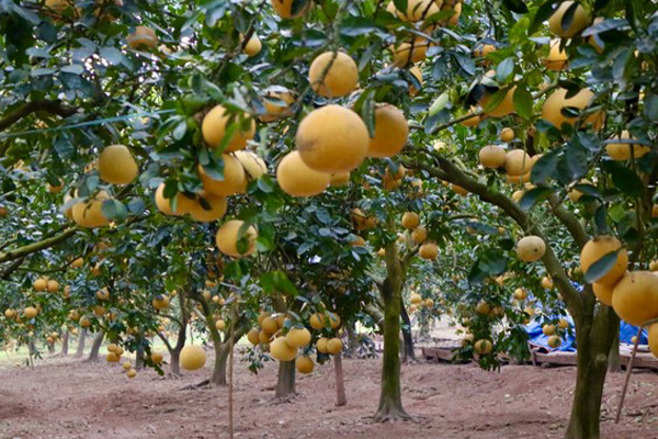 Quả dại ở Việt Nam sang nước ngoài được săn lùng, giá cao-5