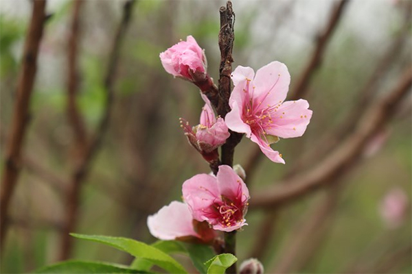 Không khí lạnh tăng cường, Bắc Bộ rét đậm, rét hại-2