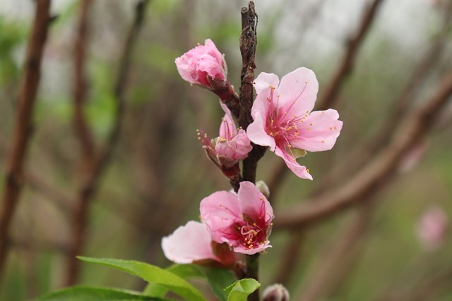 Tết Dương lịch 2023, người lao động được nghỉ như thế nào?-1