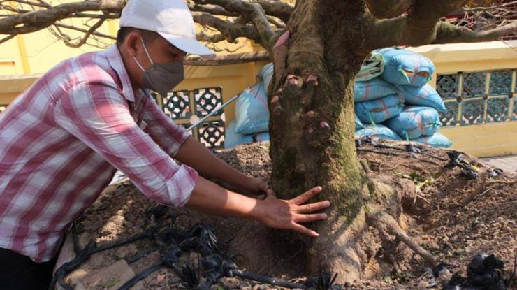 Cận cảnh lão mai giá ngang tòa nhà được đại gia săn mua khiến giới cây cảnh xôn xao-1