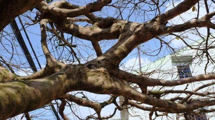 Cận cảnh lão mai giá ngang tòa nhà được đại gia săn mua khiến giới cây cảnh xôn xao-2