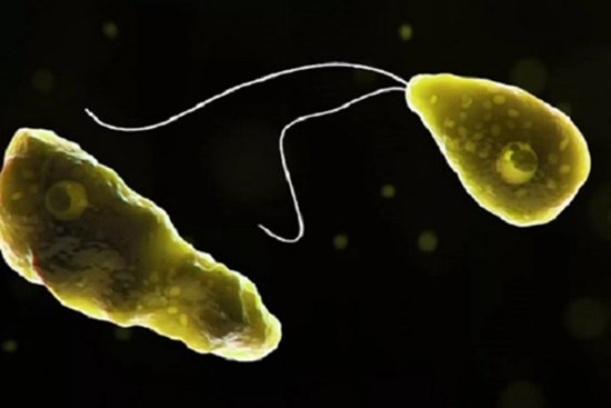 Hàn Quốc ghi nhận ca tử vong đầu tiên do amip 'ăn não người'